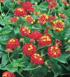 Lantana