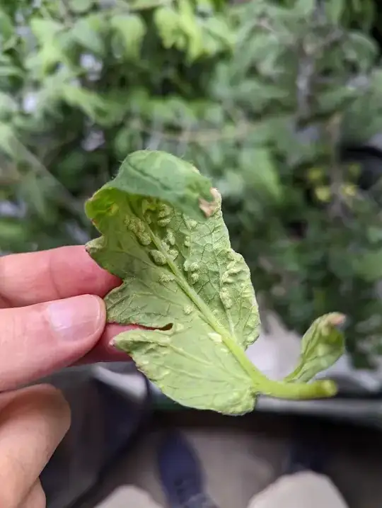 Leaf fungus