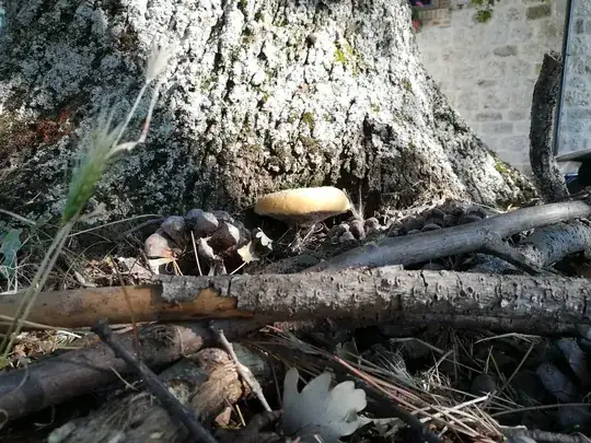 Photo 3 of the fungus
