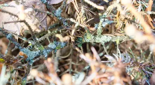 Lichen on dying branches