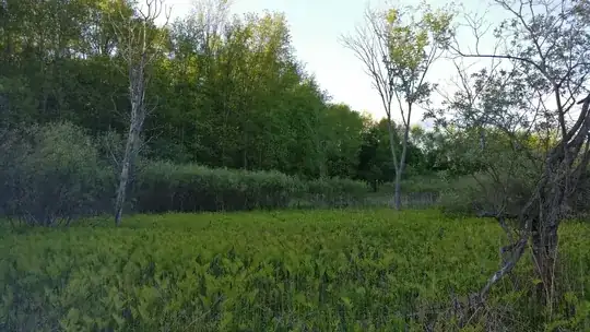 spring