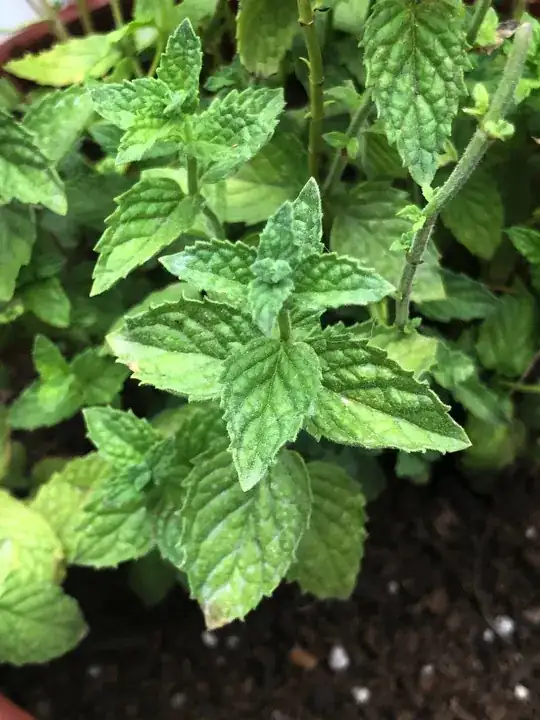 Not quite peppermint close-up