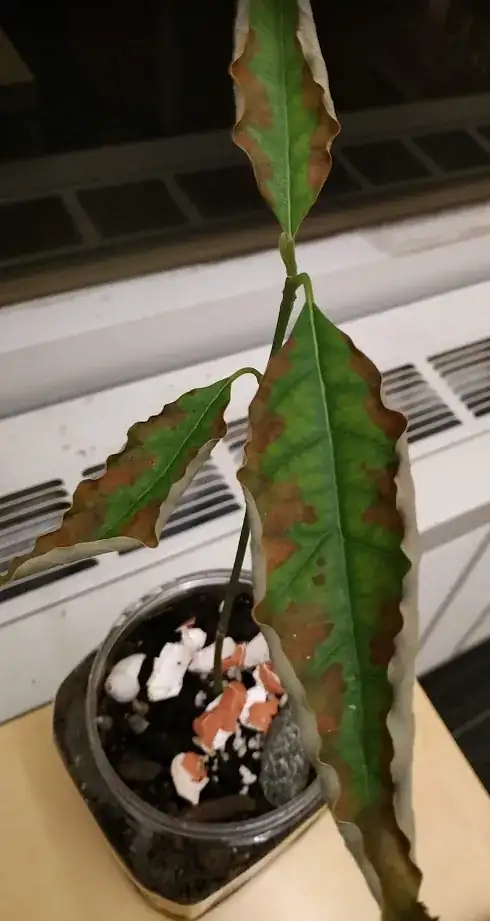 Plant