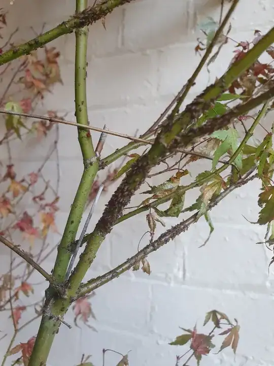 worst affected branch