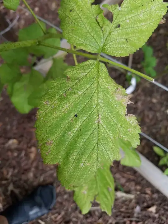 Another picture of the glazed leaves.