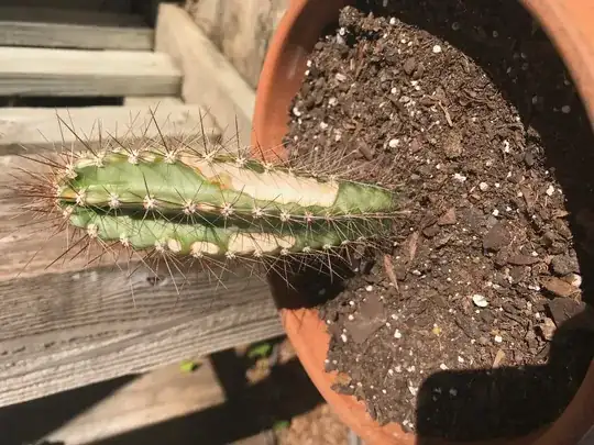 Cactus