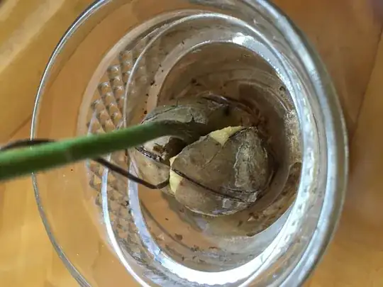 Avocado Seed