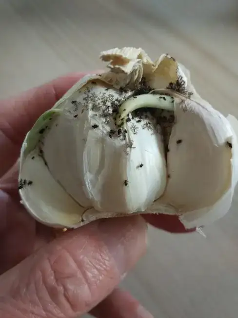 garlic bulb infested with aphids