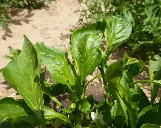 Leaf