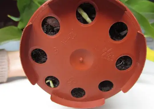 Plant or Bush in garden