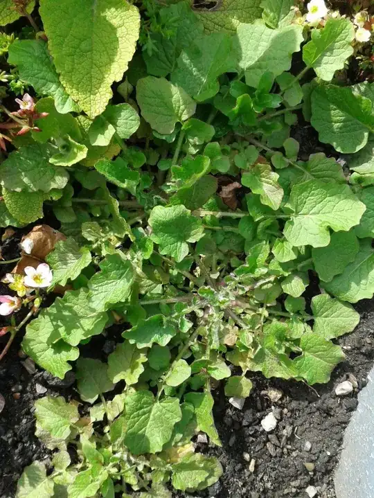 weed?