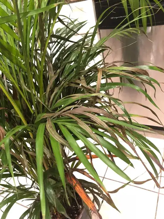 Brown Leaves