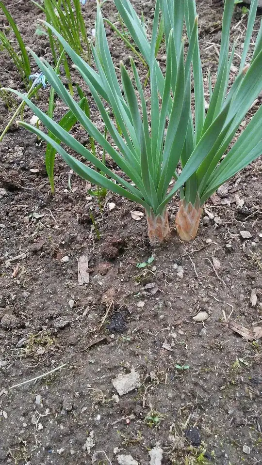 Note: squill in background for scale, it’s around 8” now
