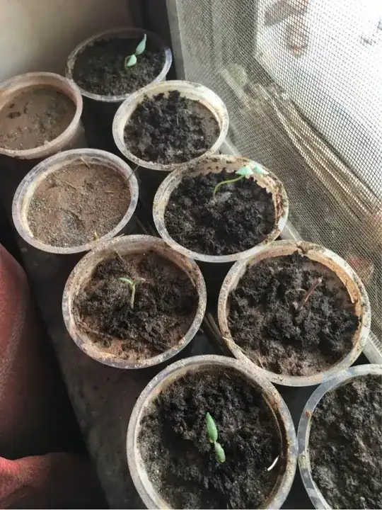 new soil