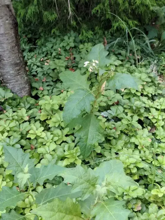 white flowers starting to appear on the top