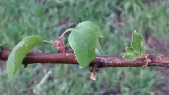 bug picture 2