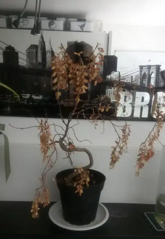 My bonsai tree today