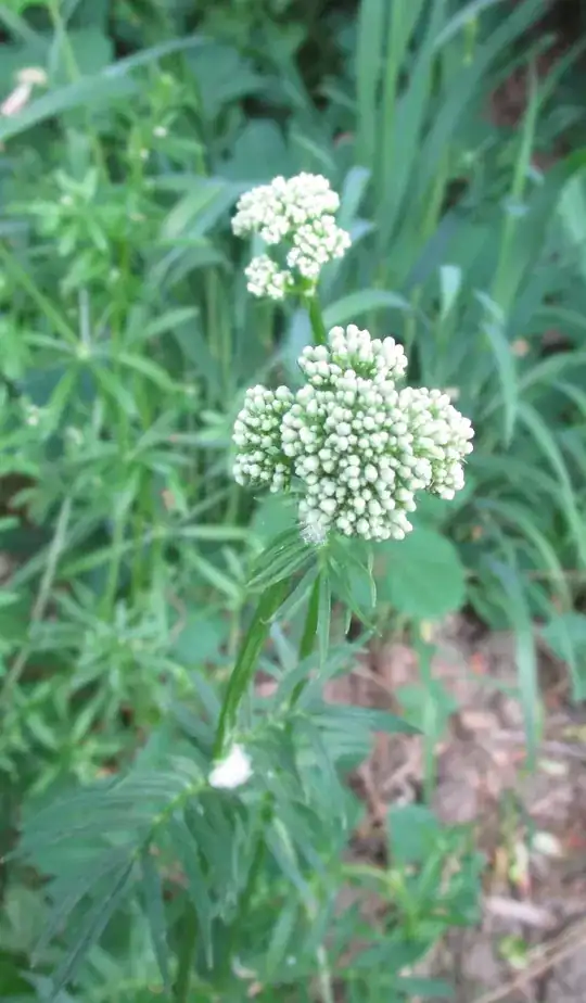 Early Flower