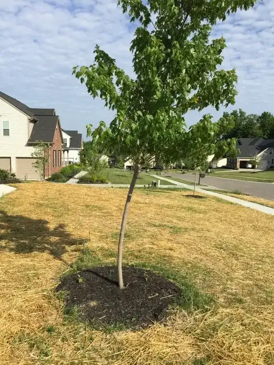Crooked Tree