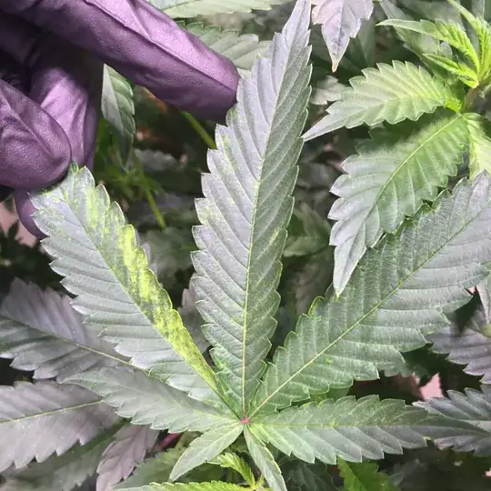Discoloration of leaf color