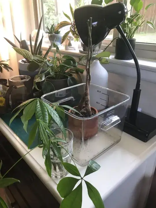Topped plant with propagated cuttings
