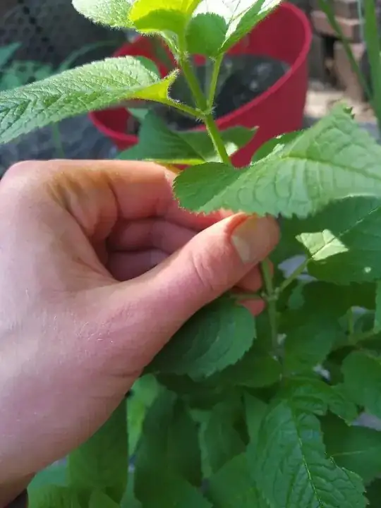 Mint 1 close-up