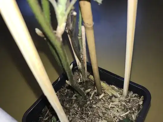 stems