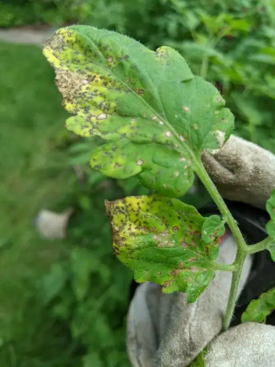 A second, less yellowed leaf