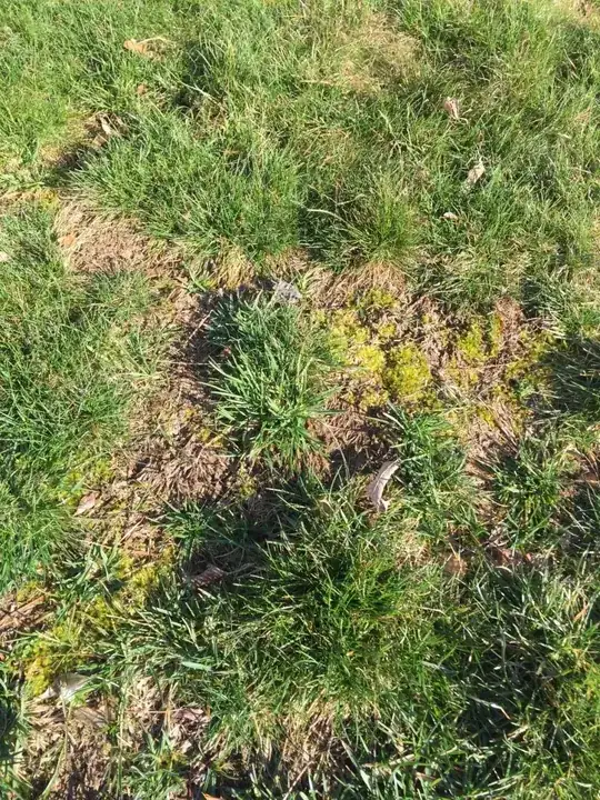 weird grass 2