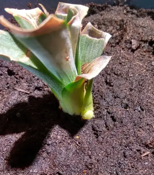 Whole plant