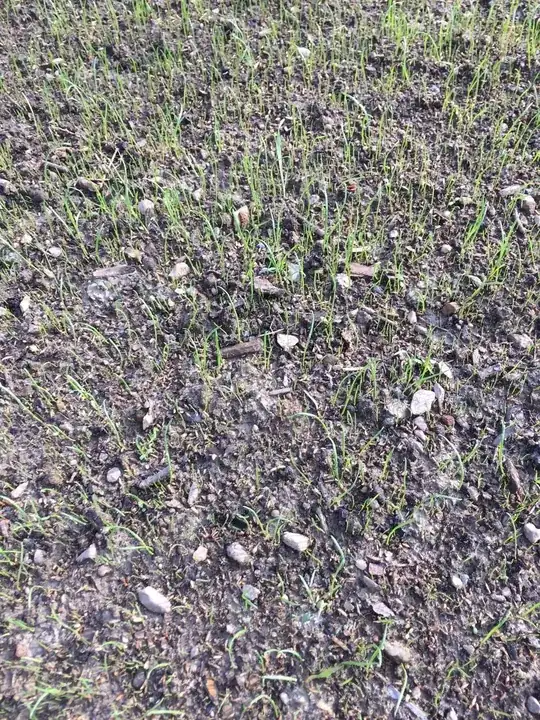 Lawn 3