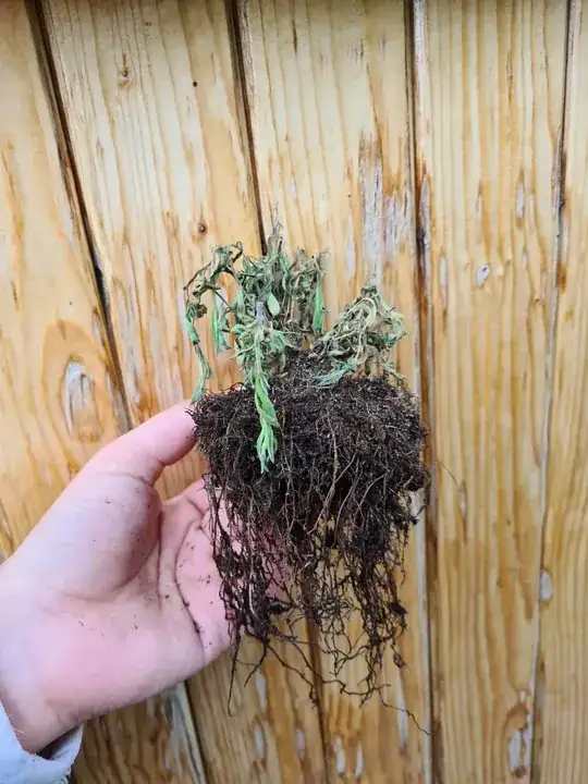 Before repotting
