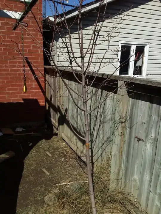 tree right now