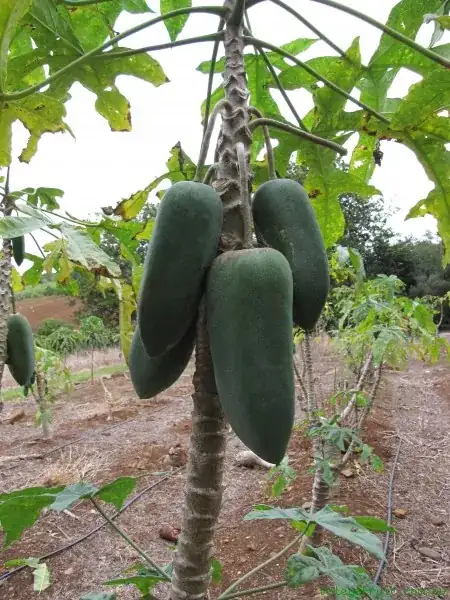 Babaco fruit