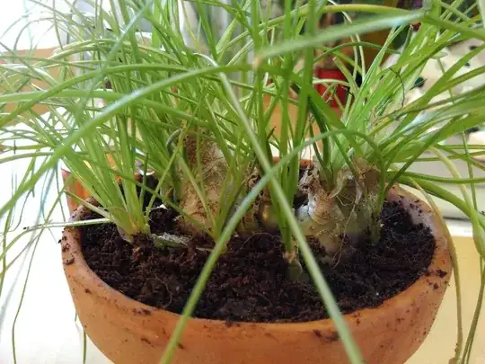 close-up near the soil