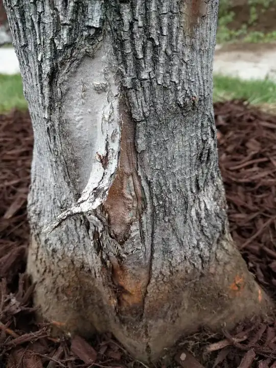 Base of tree 1