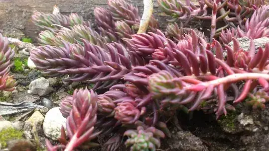 the_plant