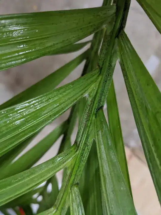 Black spots on top of leaves