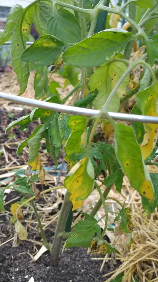 Dieing Great White tomato plant