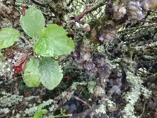 Diseased apple tree