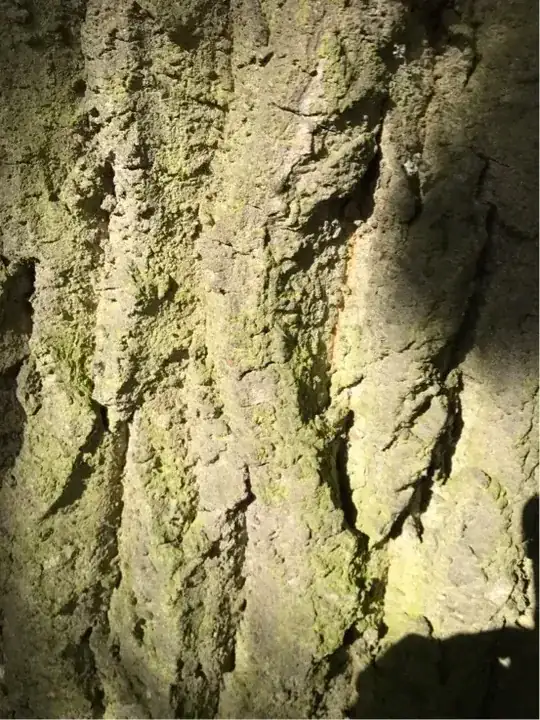 trunk