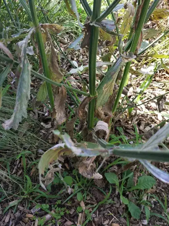 Dying leaves