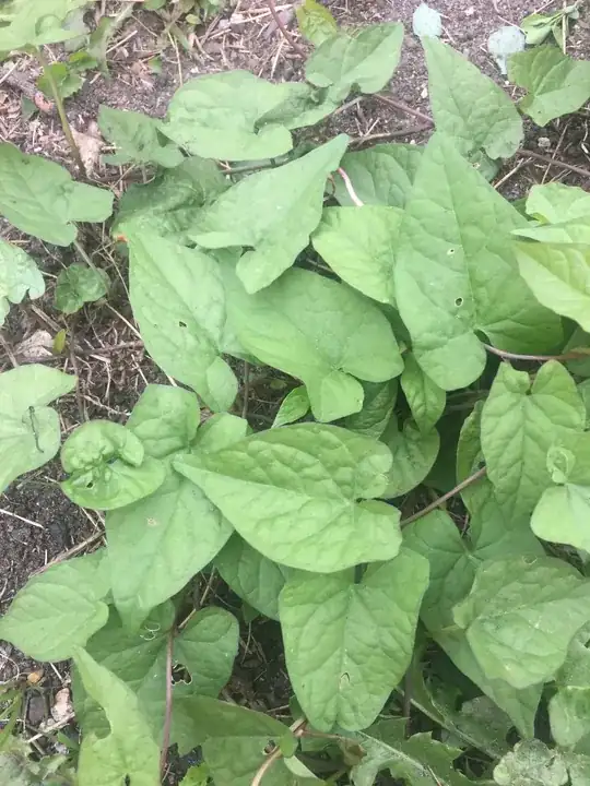 The first plant I believe is some type of creeping vine