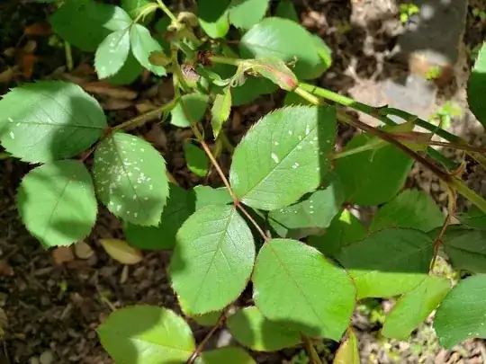 rose leaves with spots
