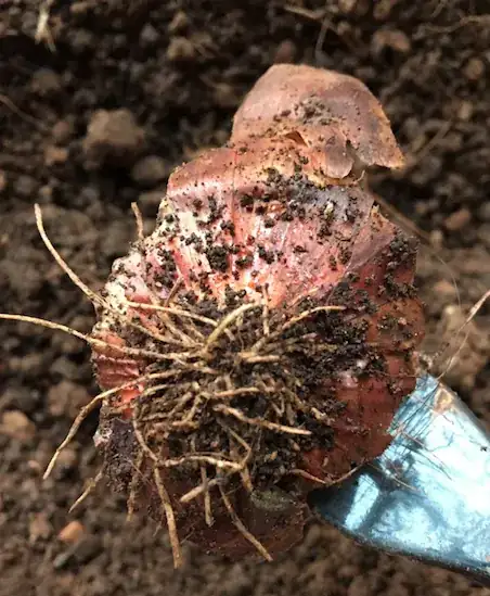 Onion with Roots