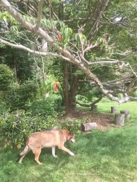 truck and branches (and my dog)