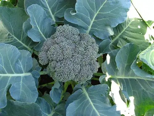 broccoli by Linda N.