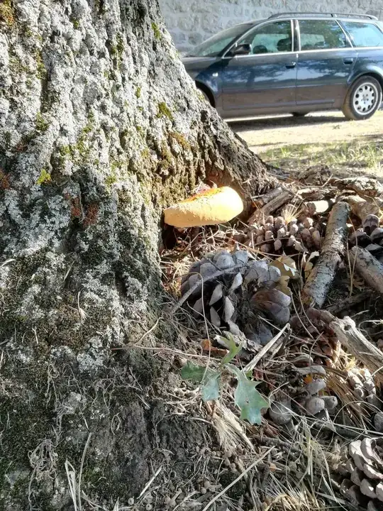 Photo 2 of the fungus