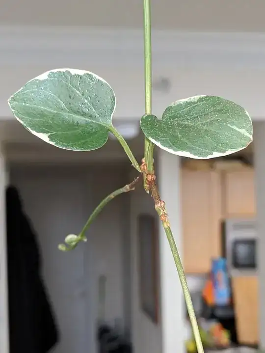 mo leaf mo good