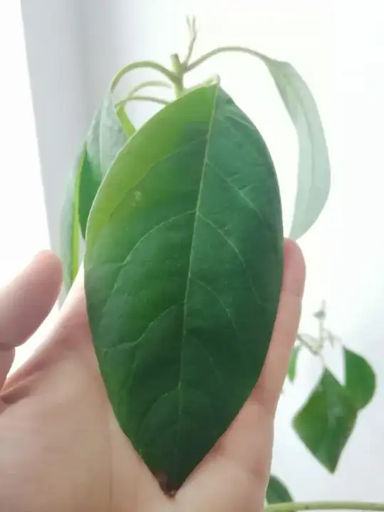 Top of leaf
